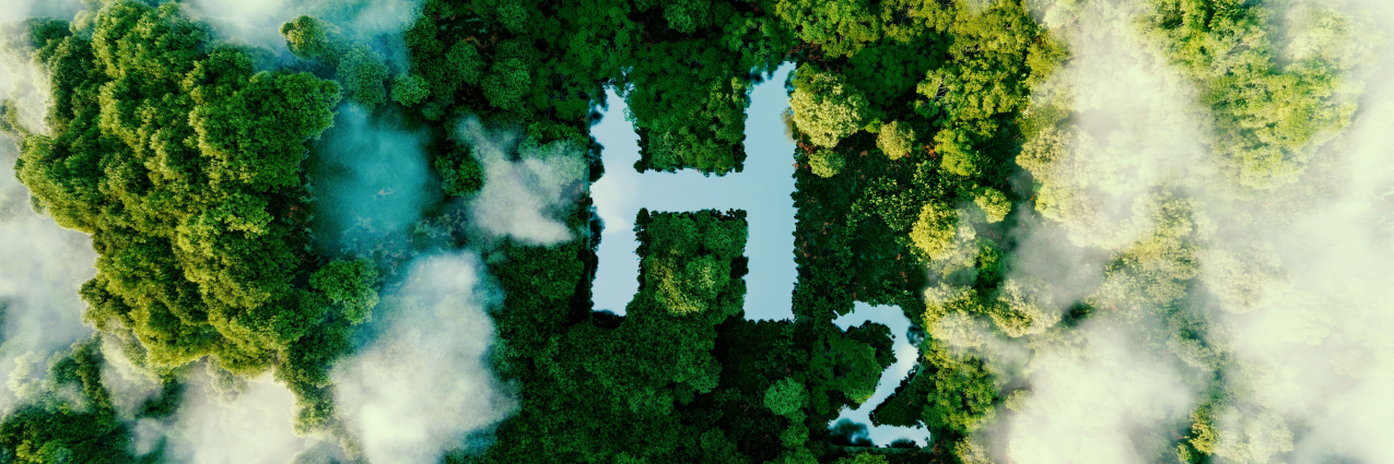 H2 on forest floor